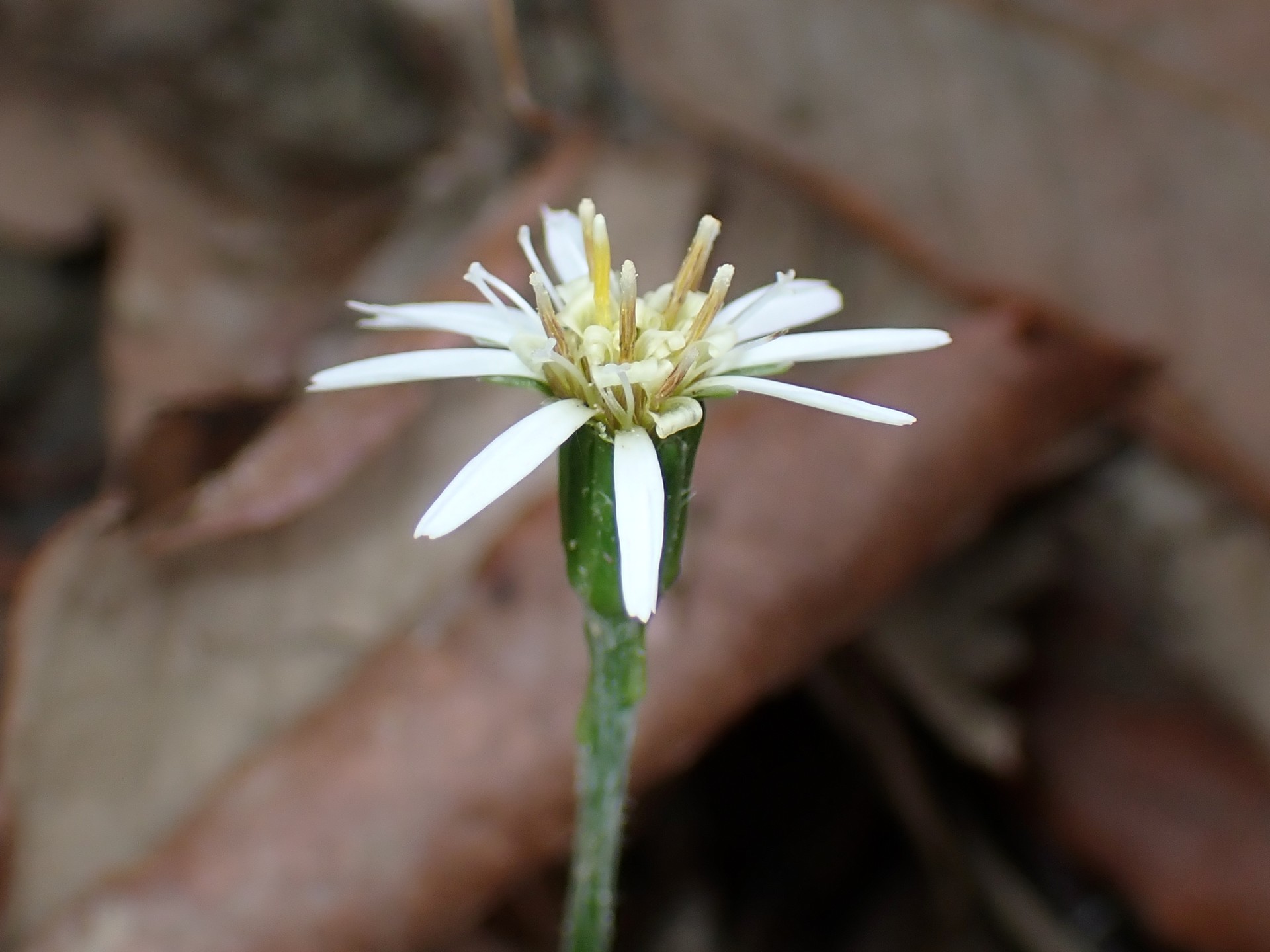 センボンヤリの花の高画質写真です。横浜市 青葉区 寺家ふるさと村で、2024年4月8日に撮影したものです。
