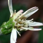 センボンヤリの花の高画質写真です。横浜市 青葉区 寺家ふるさと村で、2024年4月14日に撮影したものです。