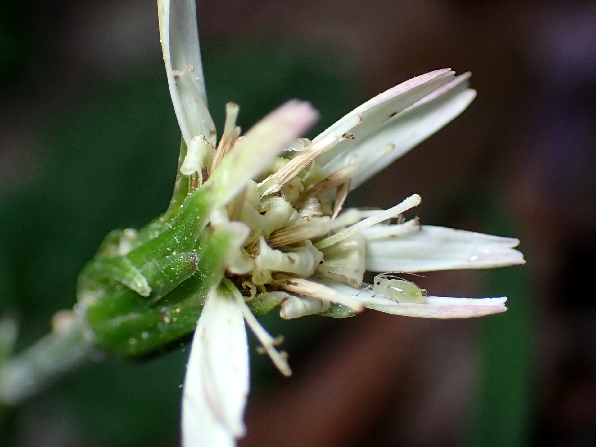 センボンヤリの花の高画質写真です。横浜市 青葉区 寺家ふるさと村で、2024年4月14日に撮影したものです。