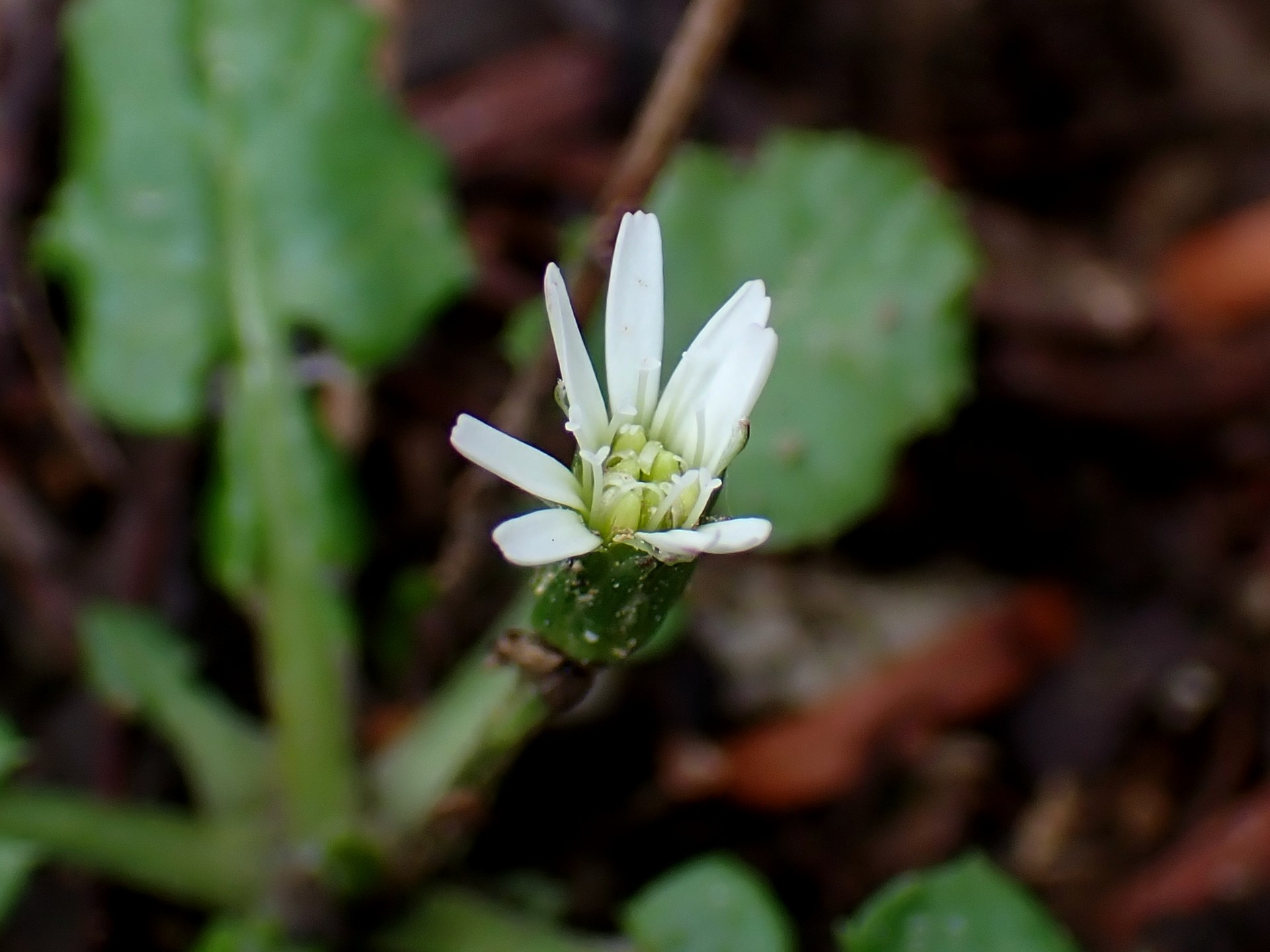 センボンヤリの花の高画質写真です。横浜市 青葉区 寺家ふるさと村で、2024年4月4日に撮影したものです。