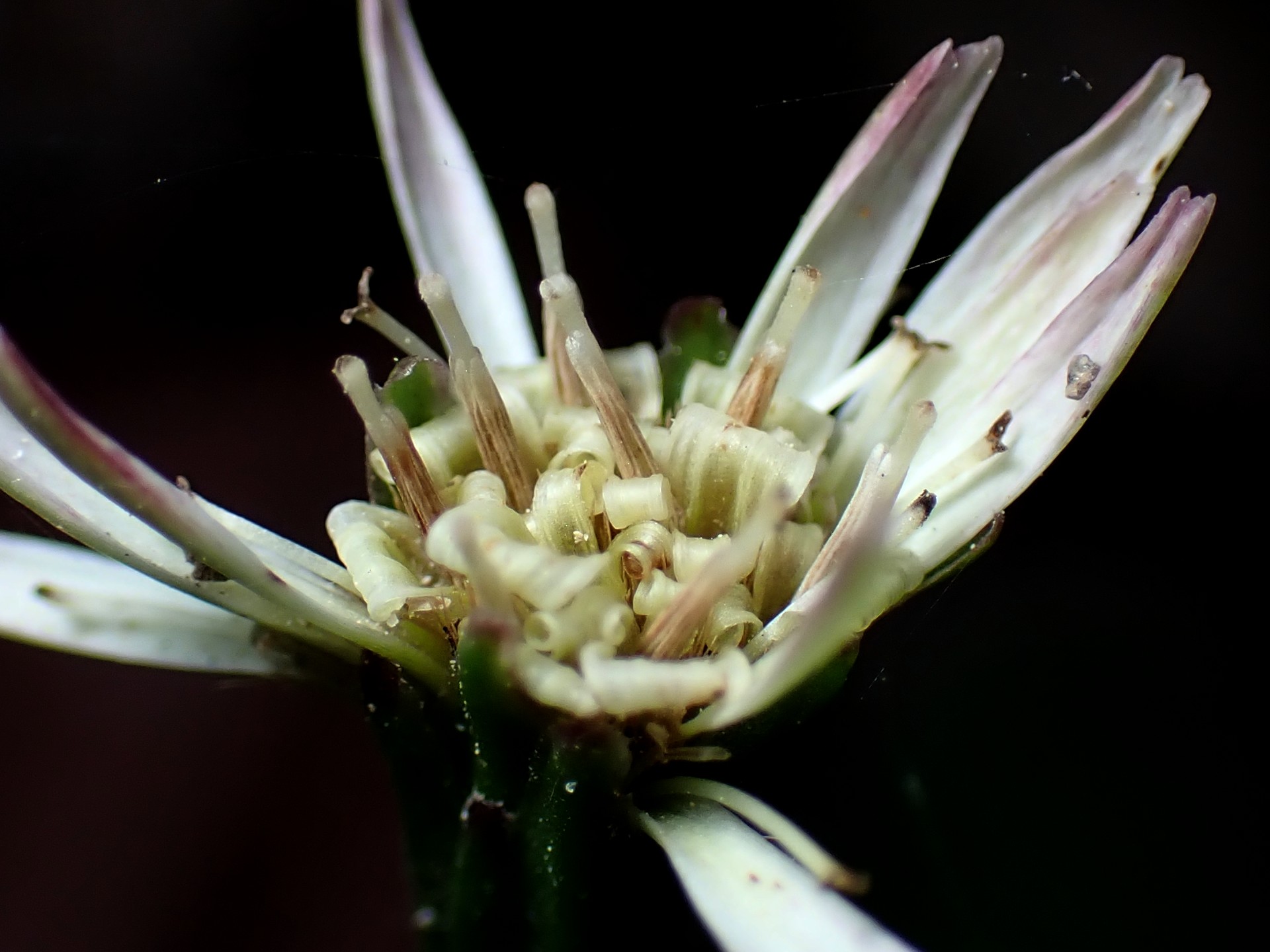 センボンヤリの花の高画質写真です。横浜市 青葉区 寺家ふるさと村で、2024年4月14日に撮影したものです。