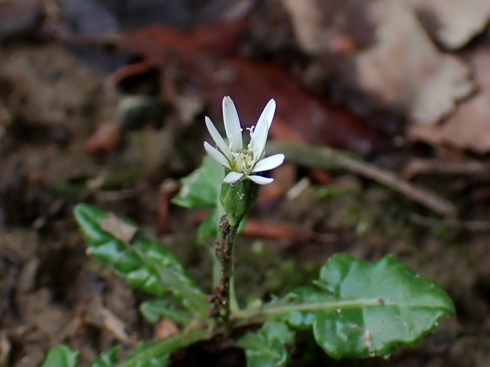 センボンヤリの花、雌しべが伸びきった状態の高画質写真です。横浜市 青葉区 寺家ふるさと村で、2024年4月4日に撮影したものです。