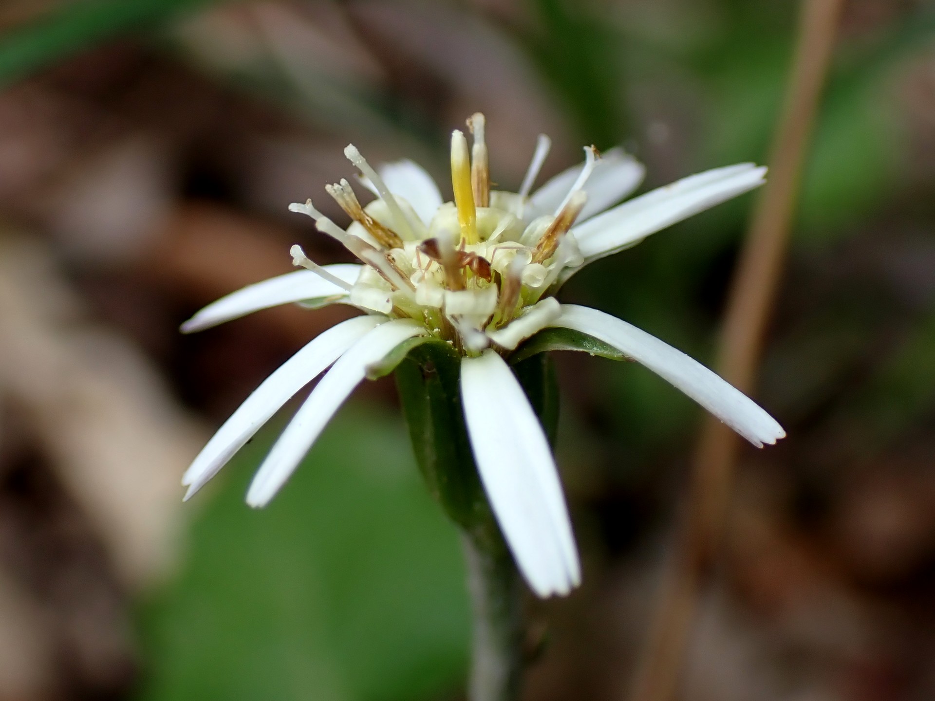 センボンヤリの花の高画質写真です。横浜市 青葉区 寺家ふるさと村で、2024年4月8日に撮影したものです。