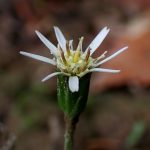 センボンヤリの花、雄しべが伸びてきた状態の高画質写真です。横浜市 青葉区 寺家ふるさと村で、2024年4月4日に撮影したものです。