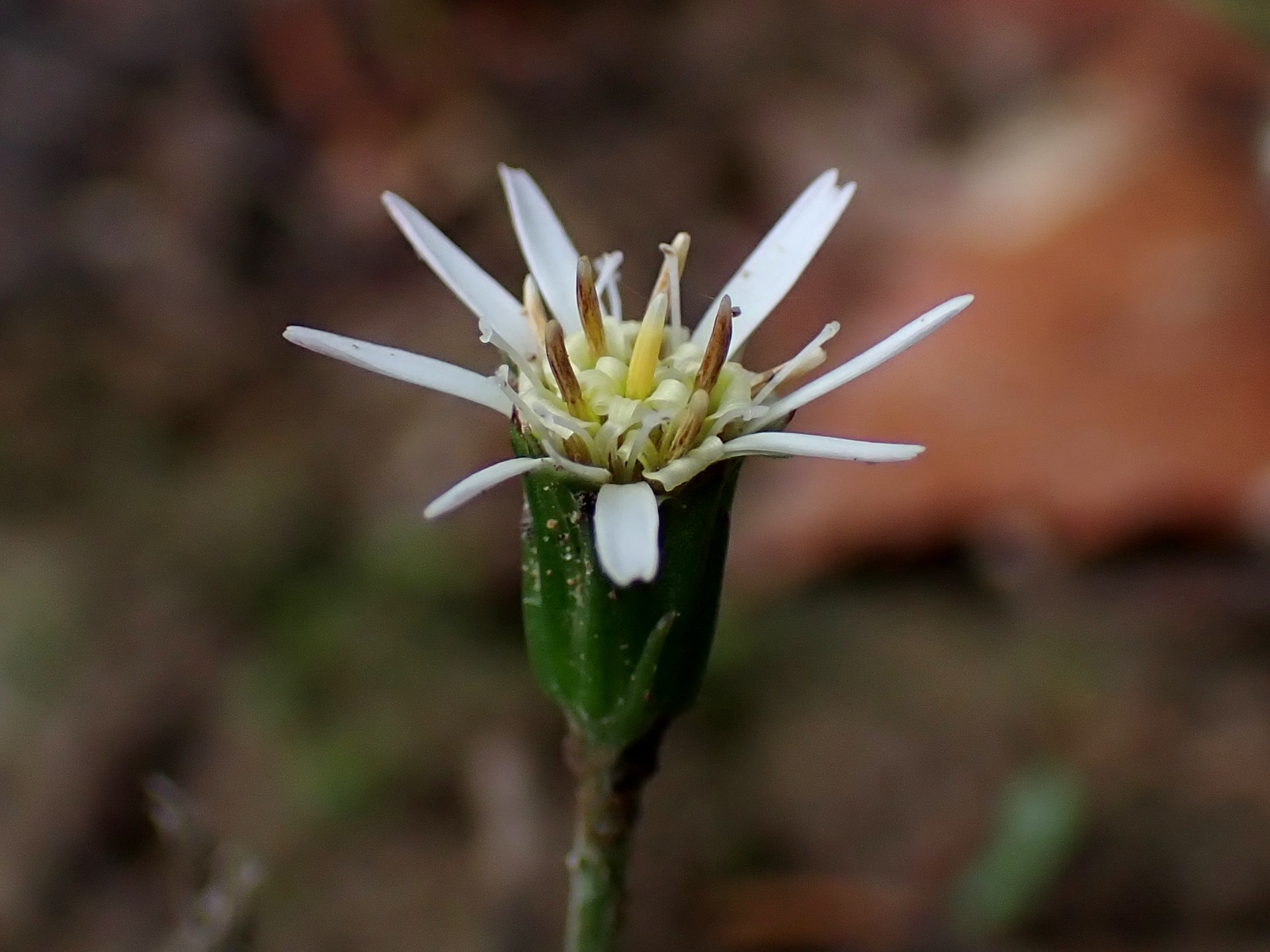 センボンヤリの花、雄しべが伸びてきた状態の高画質写真です。横浜市 青葉区 寺家ふるさと村で、2024年4月4日に撮影したものです。