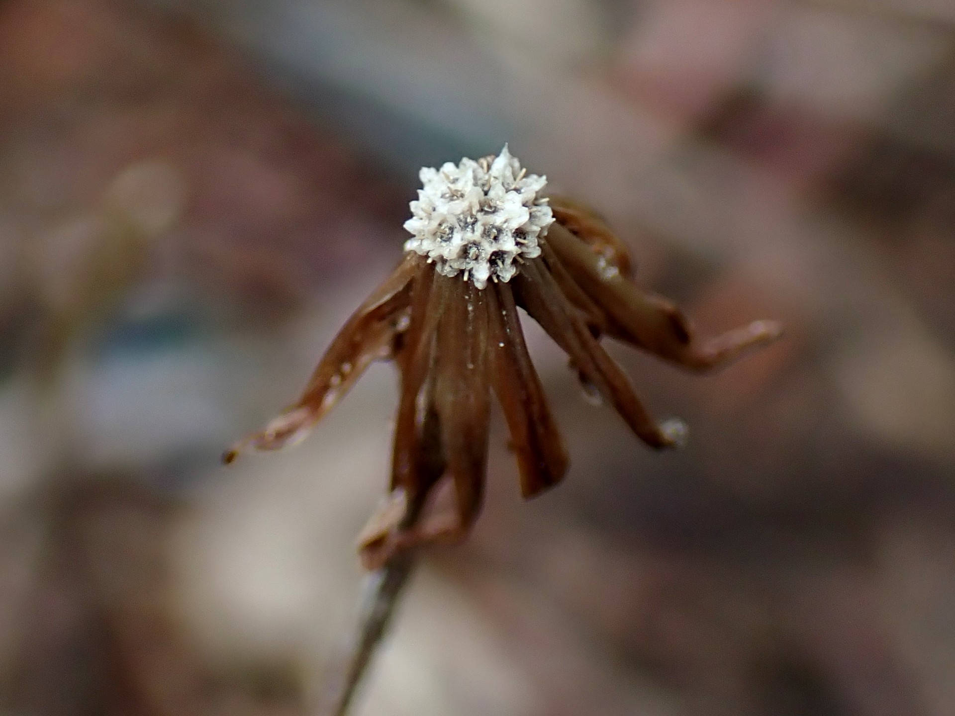 センボンヤリの昨年の閉鎖花の残りの高画質写真です。横浜市 青葉区 寺家ふるさと村で、2024年4月4日に撮影したものです。