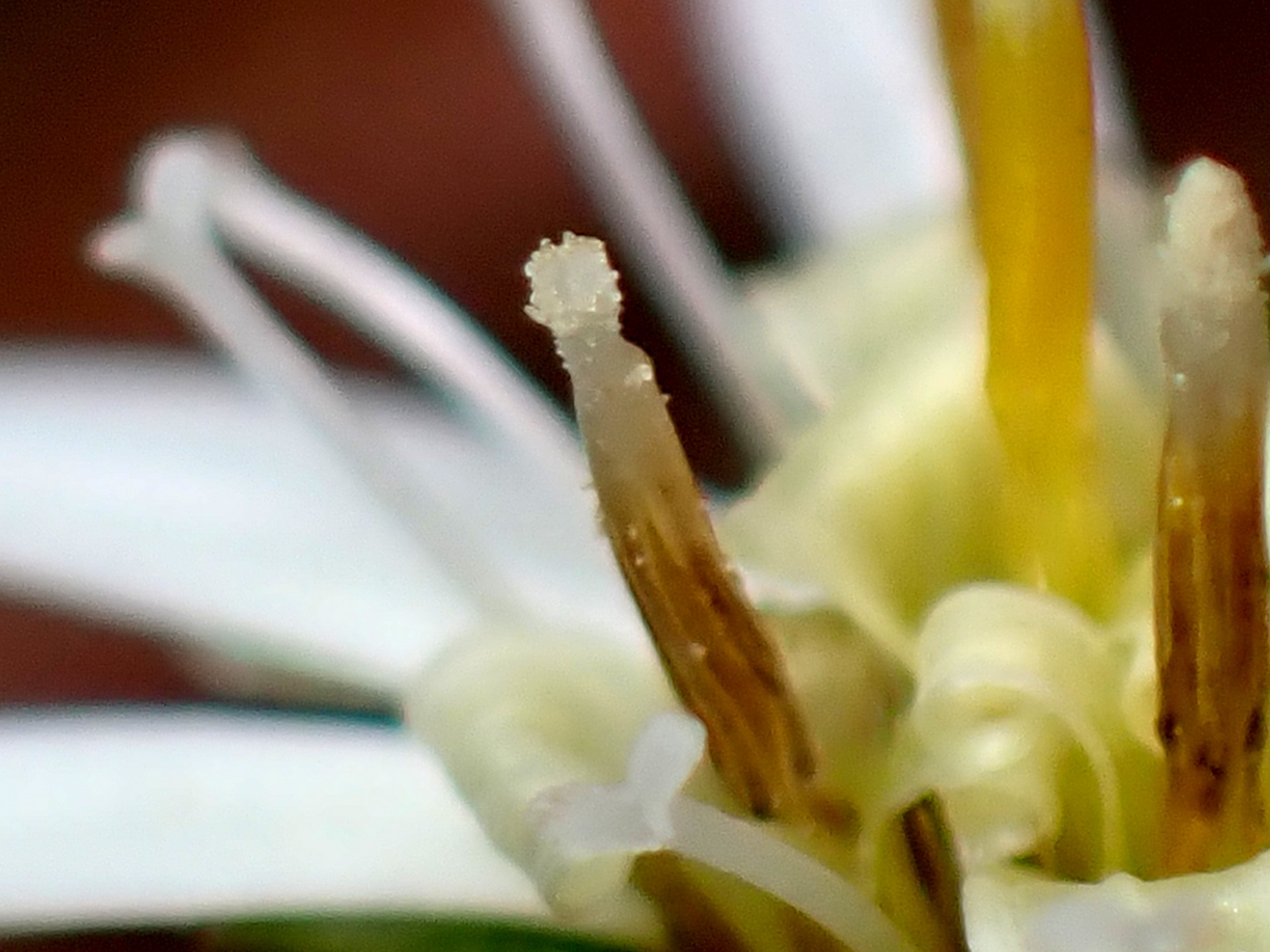 センボンヤリの花の拡大写真です。横浜市 青葉区 寺家ふるさと村で、2024年4月8日に撮影したものです。