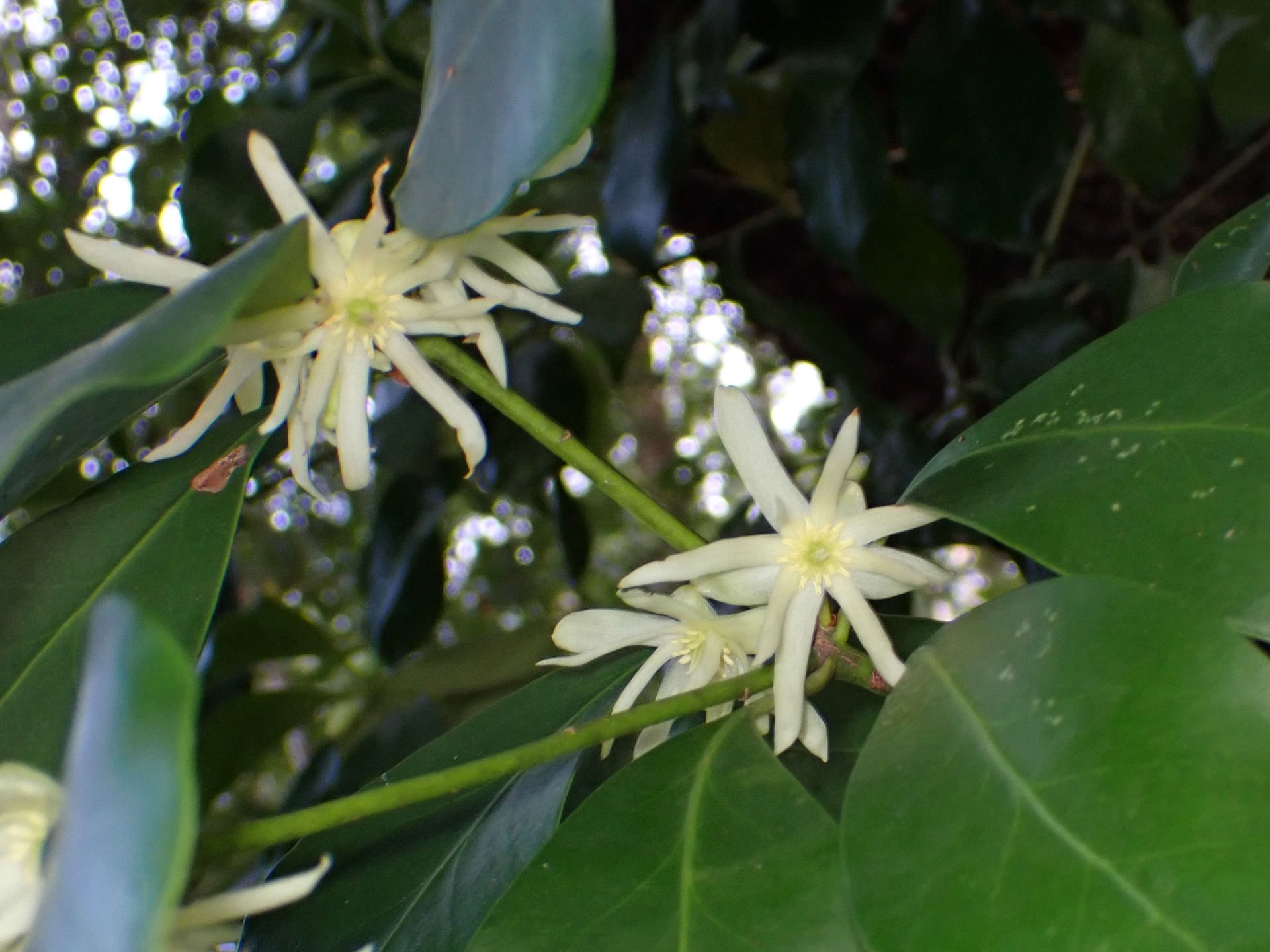 シキミの花の高画質写真です。横浜市 青葉区 寺家ふるさと村の周辺で、2024年4月7日に撮影したものです。