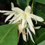 シキミの花の高画質写真です。横浜市 青葉区 寺家ふるさと村の周辺で、2024年4月7日に撮影したものです。