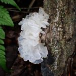 シロキクラゲの高画質写真です。横浜市 青葉区 寺家ふるさと村で、2024年4月27日に撮影したものです。