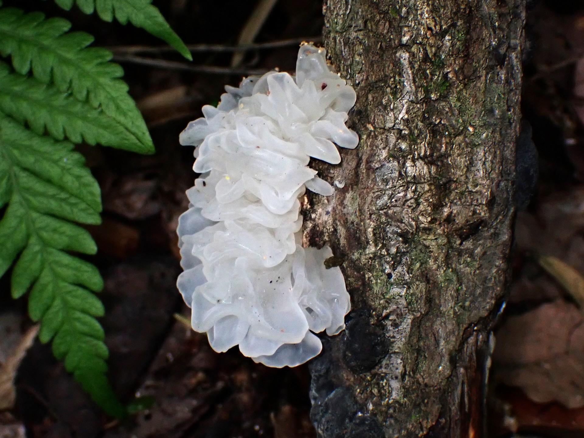 シロキクラゲの高画質写真です。横浜市 青葉区 寺家ふるさと村で、2024年4月27日に撮影したものです。