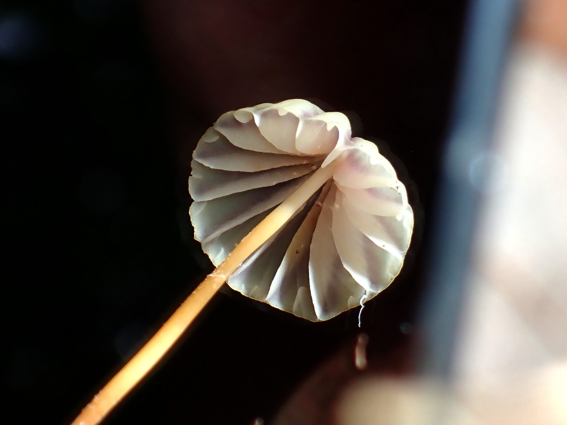 スジオチバタケのカサの裏側の高画質写真です。横浜市 青葉区 寺家ふるさと村で、2024年4月27日に撮影したものです。