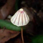 スジオチバタケの高画質写真です。横浜市 青葉区 寺家ふるさと村で、2024年4月27日に撮影したものです。