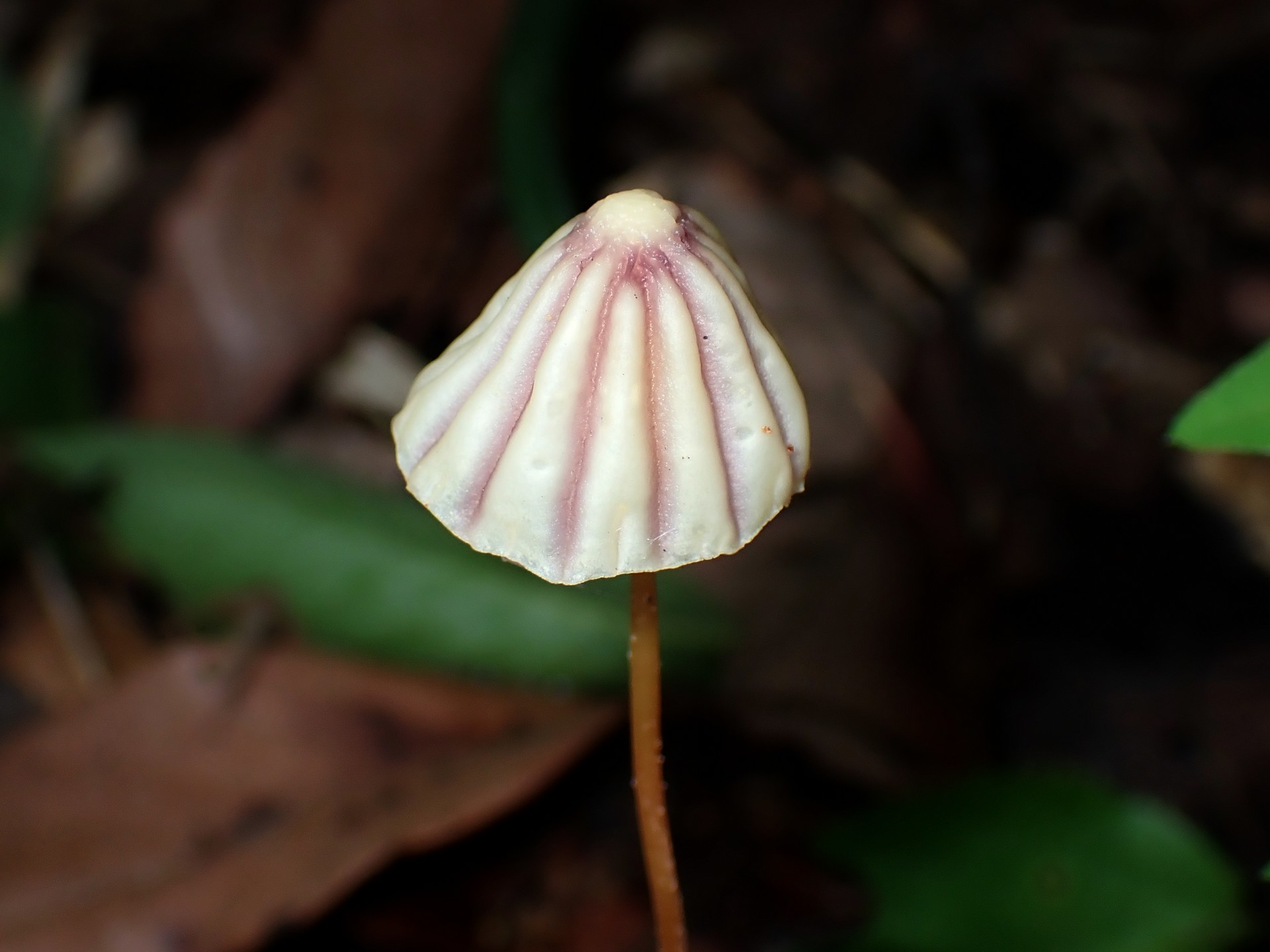 スジオチバタケの高画質写真です。横浜市 青葉区 寺家ふるさと村で、2024年4月27日に撮影したものです。