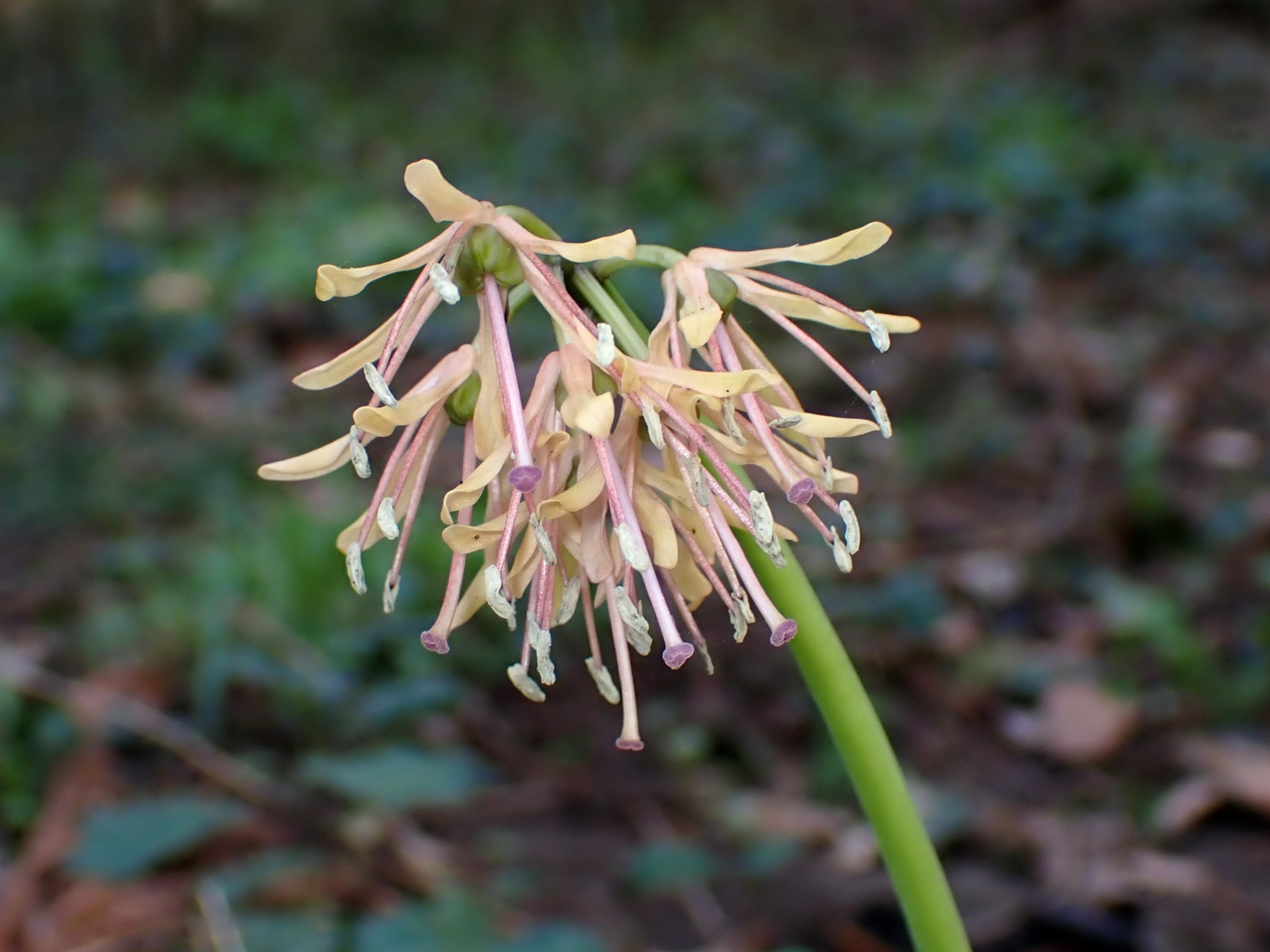 ショウジョウバカマの花の高画質写真です。 横浜市 青葉区 寺家ふるさと村で、2024年3月31日に撮影したものです。