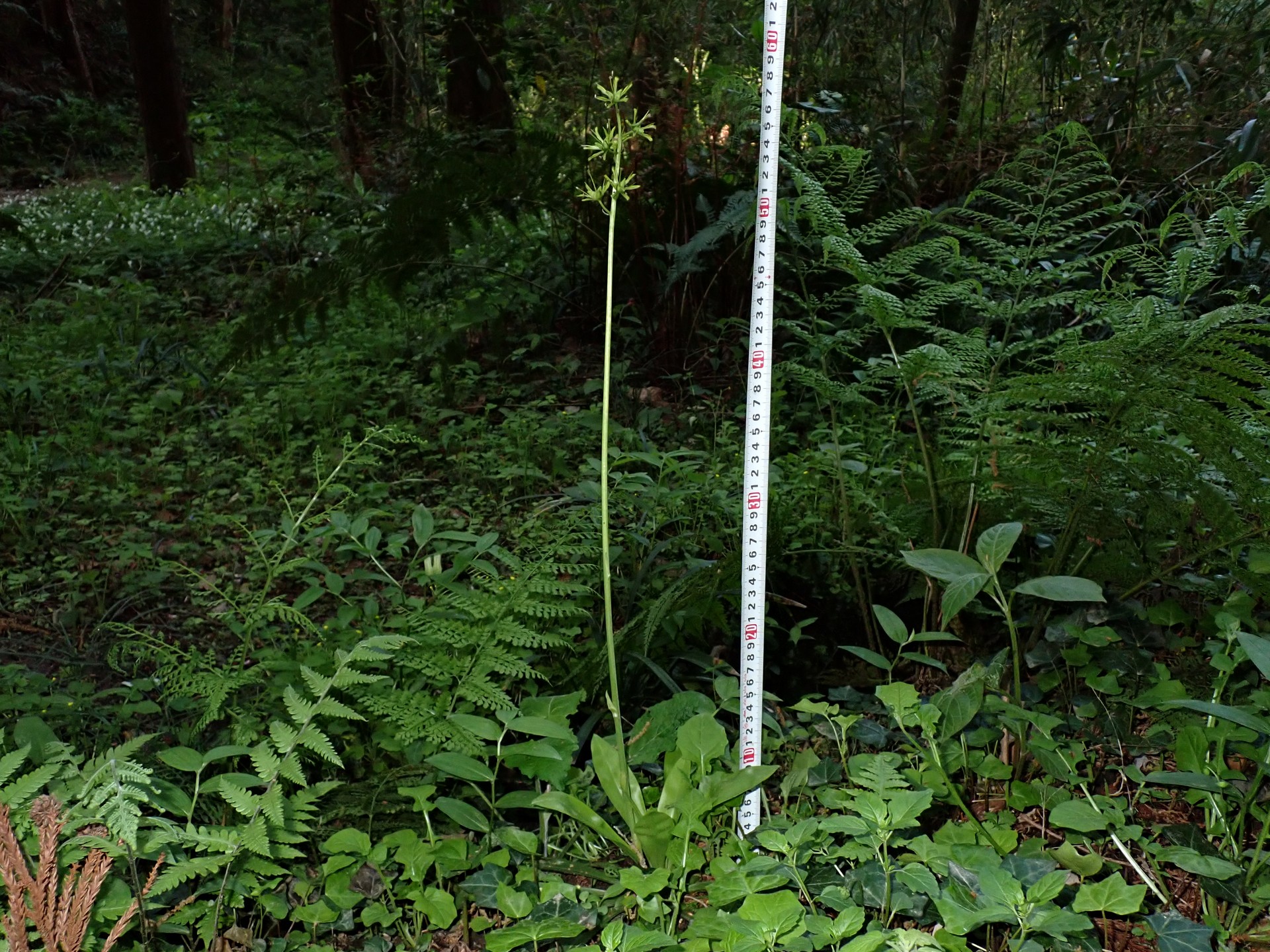 ショウジョウバカマの花が終わり種ができつつあるときの全体の写真です。横浜市 青葉区 寺家ふるさと村で、2024年4月19日に撮影したものです。