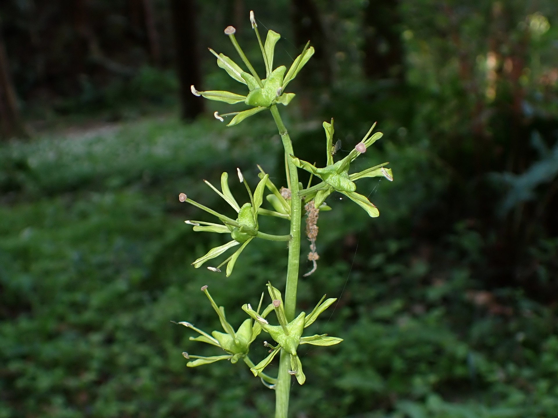 ショウジョウバカマの花が終わり種ができつつあるときの拡大写真です。横浜市 青葉区 寺家ふるさと村で、2024年4月19日に撮影したものです。