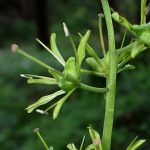 ショウジョウバカマの花が終わり種ができつつあるときの拡大写真です。横浜市 青葉区 寺家ふるさと村で、2024年4月19日に撮影したものです。