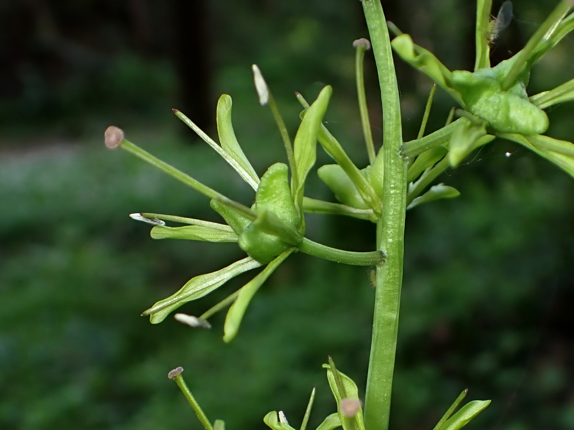 ショウジョウバカマの花が終わり種ができつつあるときの拡大写真です。横浜市 青葉区 寺家ふるさと村で、2024年4月19日に撮影したものです。