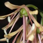 ショウジョウバカマの花の拡大高画質写真です。 横浜市 青葉区 寺家ふるさと村で、2024年3月31日に撮影したものです。