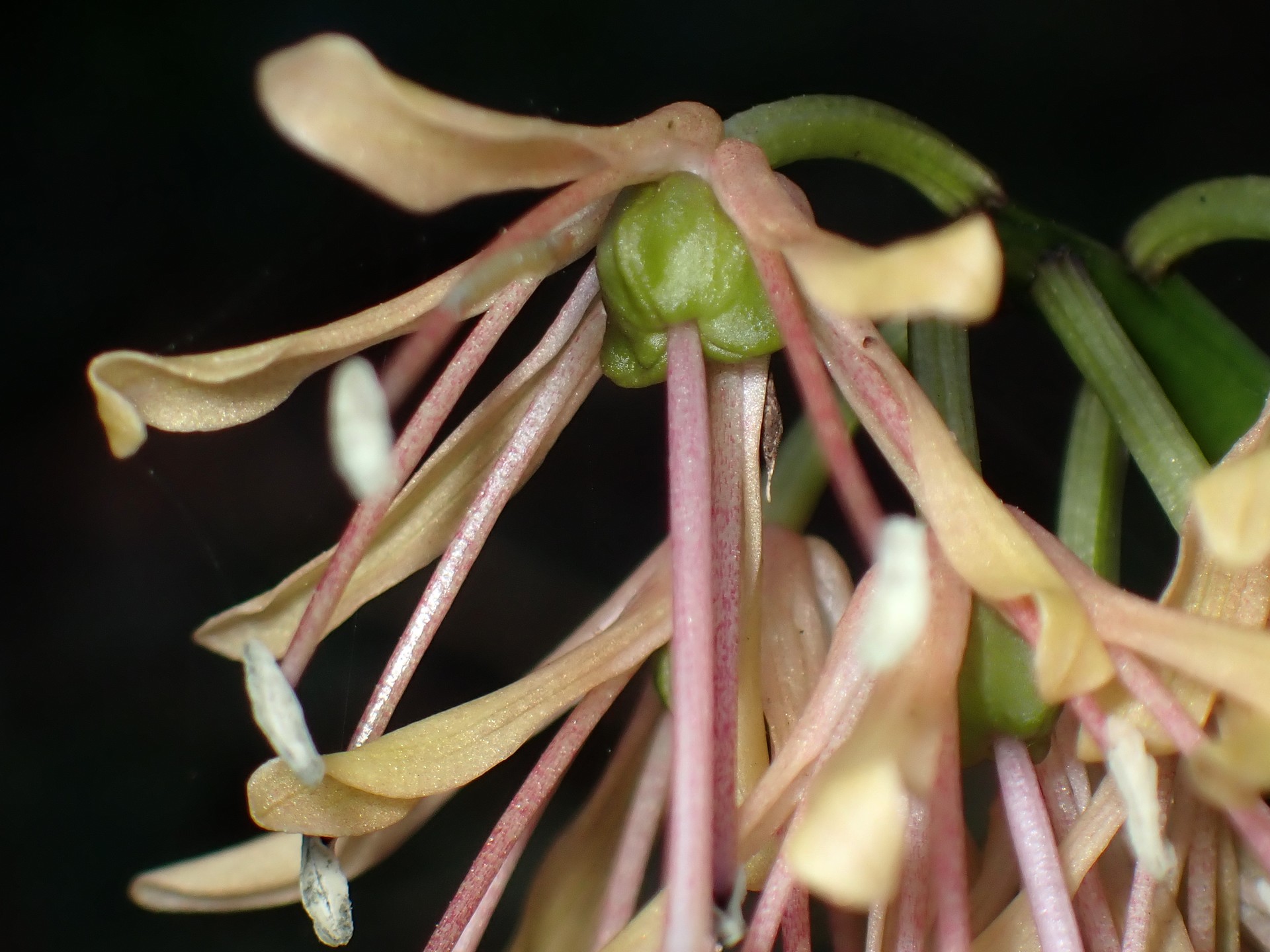 ショウジョウバカマの花の拡大高画質写真です。 横浜市 青葉区 寺家ふるさと村で、2024年3月31日に撮影したものです。