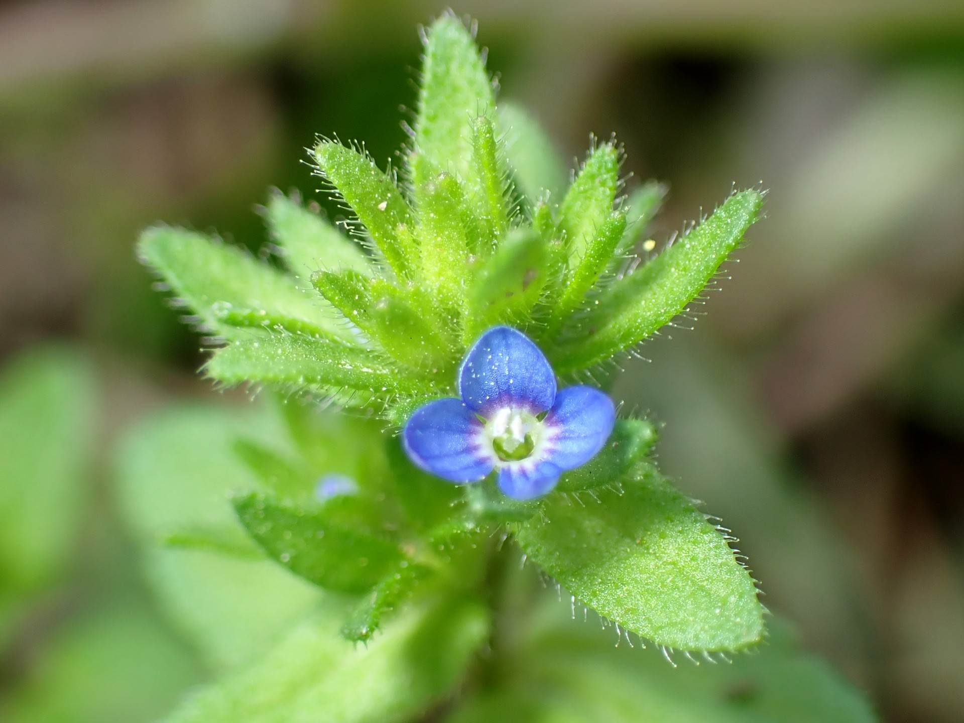 タチイヌノフグリの花の高画質写真です。横浜市 青葉区 寺家ふるさと村で、2024年4月15日に撮影したものです。