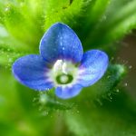 タチイヌノフグリの花の拡大高画質写真です。横浜市 青葉区 寺家ふるさと村で、2024年4月15日に撮影したものです。