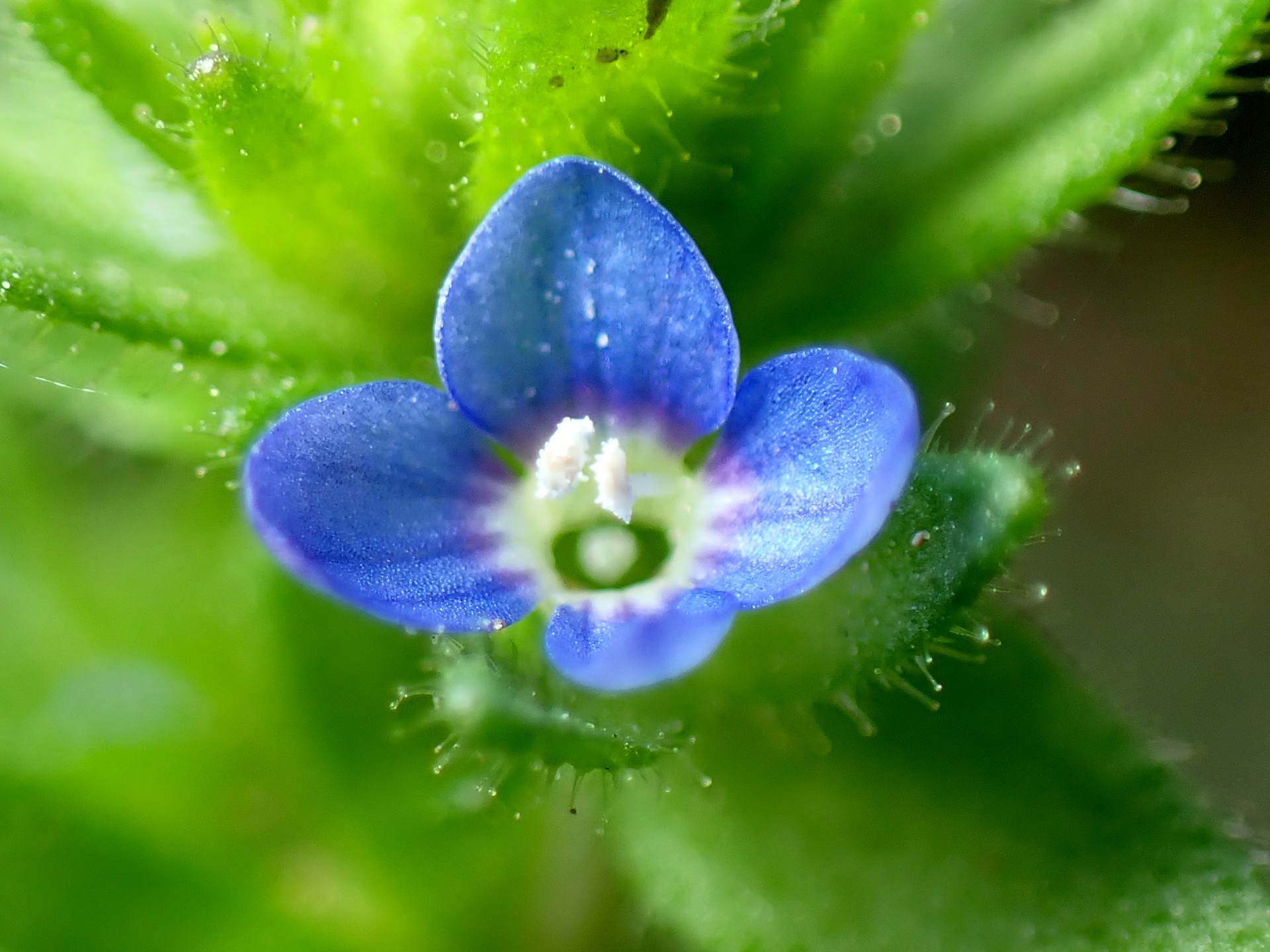 タチイヌノフグリの花の拡大高画質写真です。横浜市 青葉区 寺家ふるさと村で、2024年4月15日に撮影したものです。