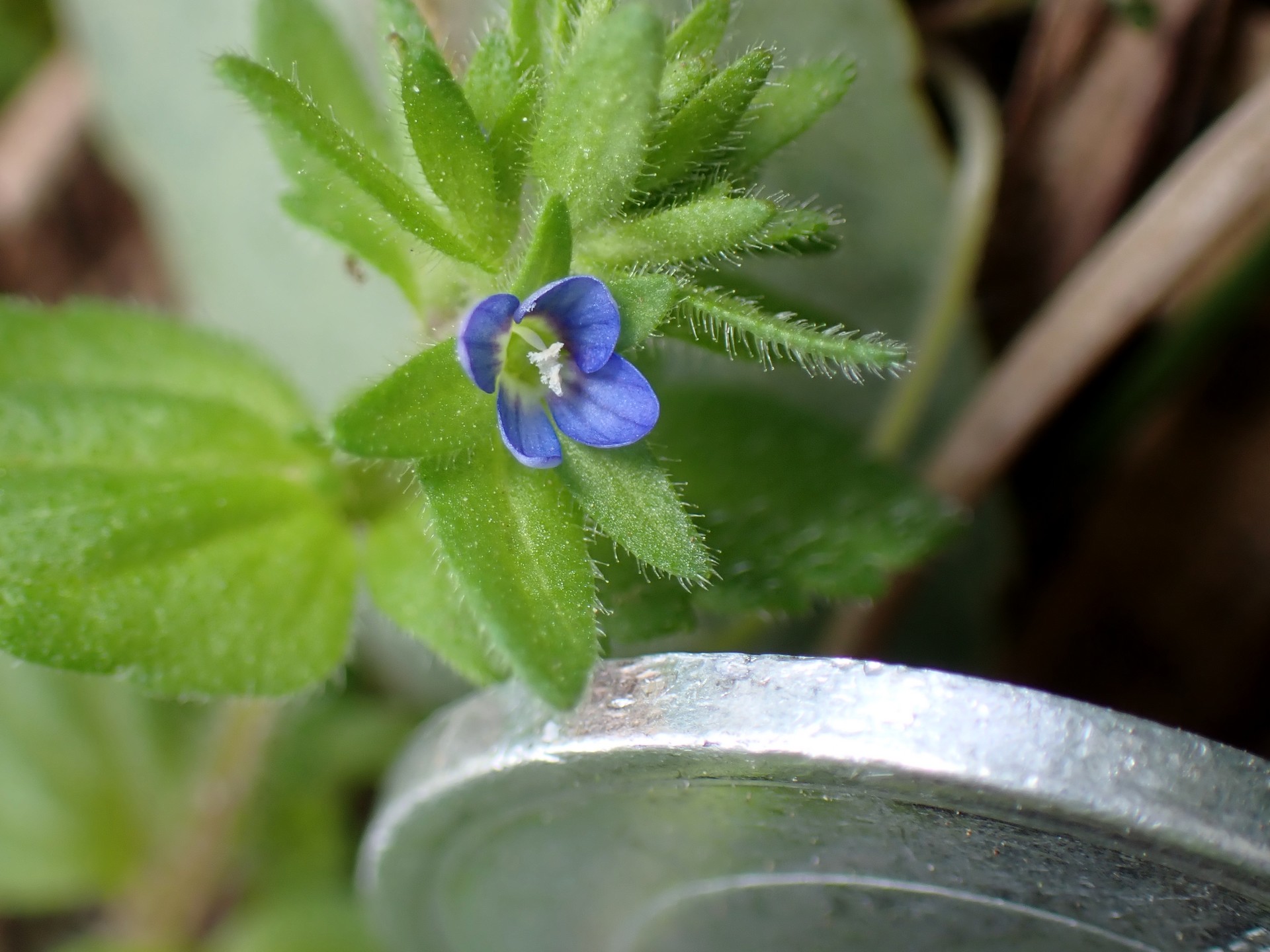 タチイヌノフグリの花と大きさを比較するため一円玉の厚さを撮影した写真です。横浜市 青葉区 寺家ふるさと村で、2024年4月15日に撮影したものです。