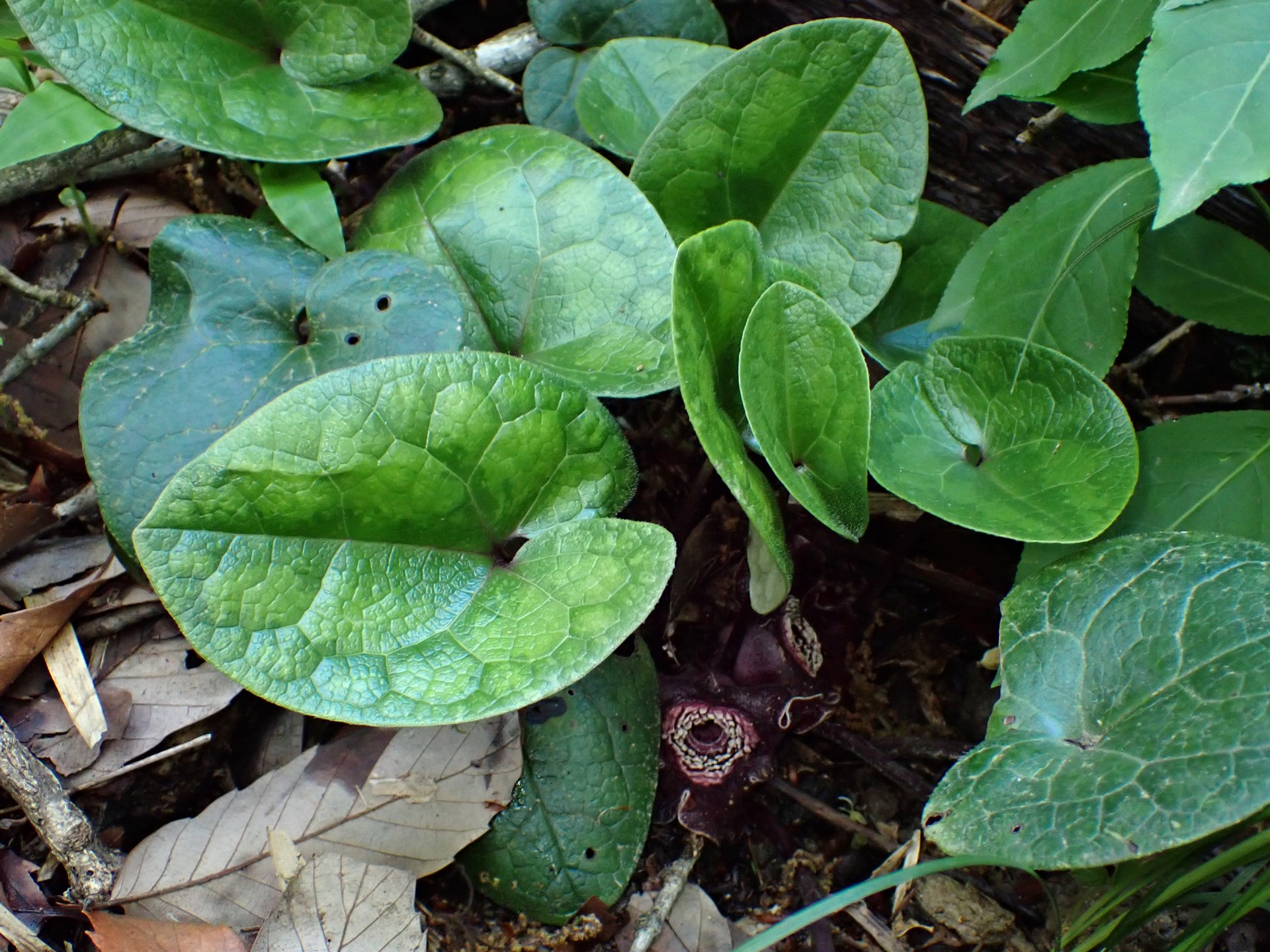 タマノカンアオイの全体の高画質写真です。横浜市 青葉区 寺家ふるさと村で、2024年4月25日に撮影したものです。