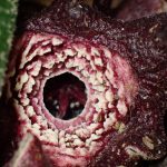 タマノカンアオイの花の高画質写真です。横浜市 青葉区 寺家ふるさと村で、2024年4月25日に撮影したものです。