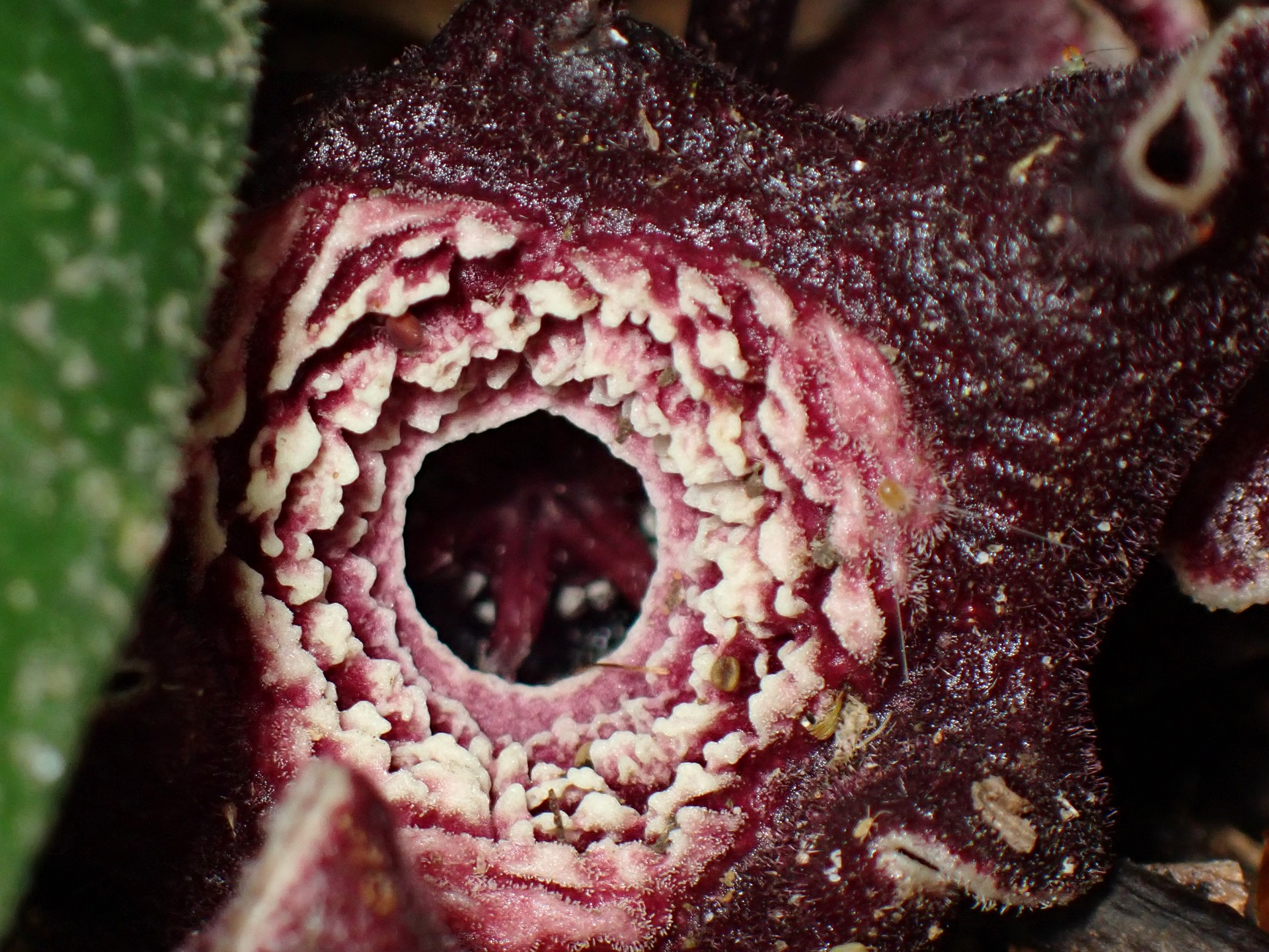 タマノカンアオイの花の高画質写真です。横浜市 青葉区 寺家ふるさと村で、2024年4月25日に撮影したものです。