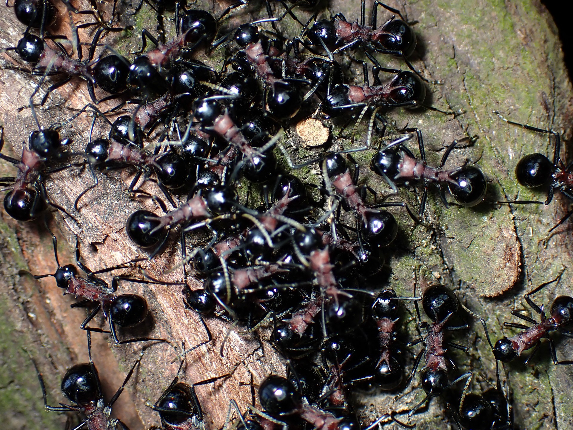トゲアリのコロニーの高画質写真です。横浜市 青葉区 寺家ふるさと村で、2024年4月19日に撮影したものです。