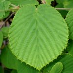 トサミズキの葉の高画質写真です。横浜市 青葉区 寺家ふるさと村で、2024年4月18日に撮影したものです