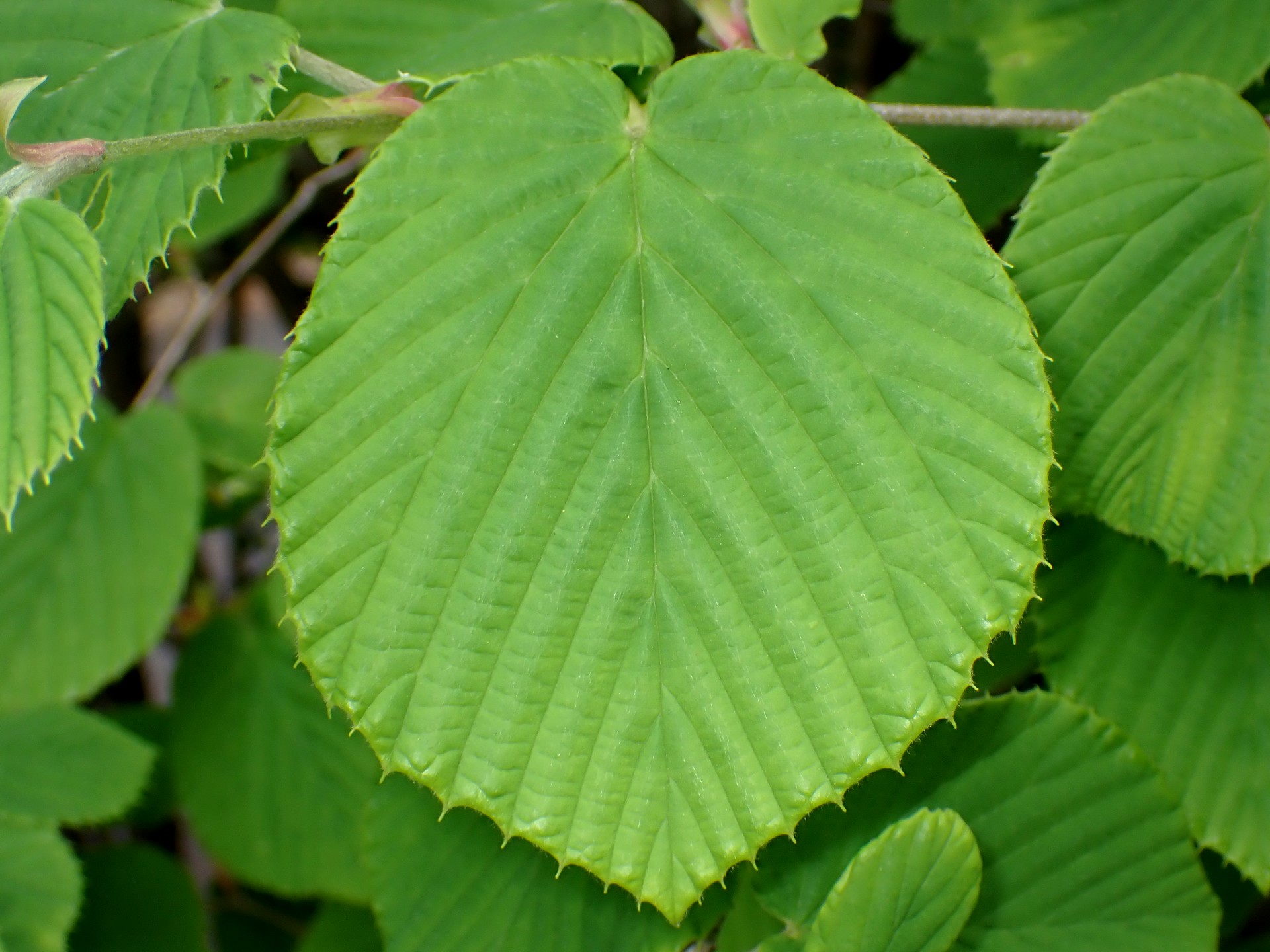 トサミズキの葉の高画質写真です。横浜市 青葉区 寺家ふるさと村で、2024年4月18日に撮影したものです