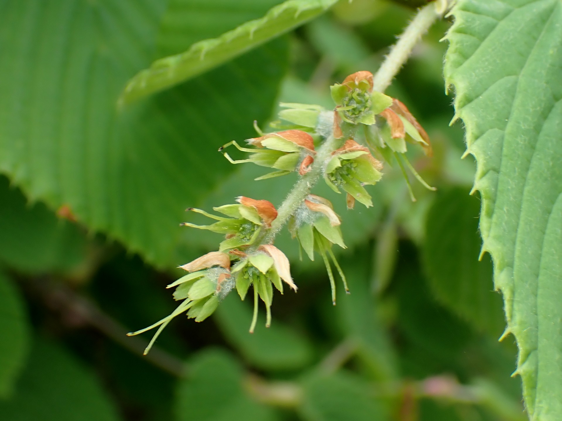 トサミズキの花の跡の高画質写真です。横浜市 青葉区 寺家ふるさと村で、2024年4月18日に撮影したものです。