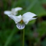 ツボスミレの花の高画質写真です。横浜市 青葉区 寺家ふるさと村で、2024年4月17日に撮影したものです。