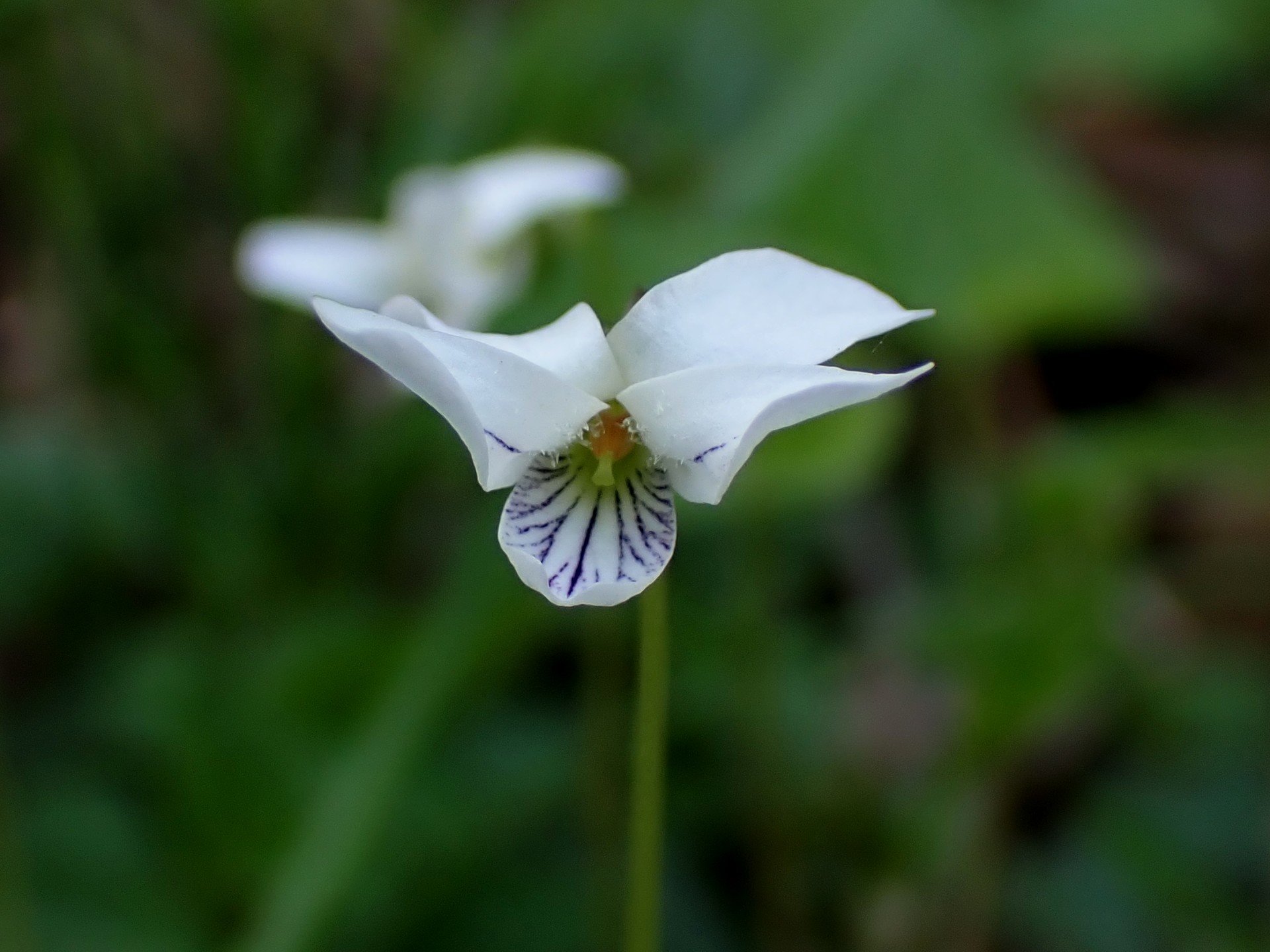 ツボスミレの花の高画質写真です。横浜市 青葉区 寺家ふるさと村で、2024年4月17日に撮影したものです。