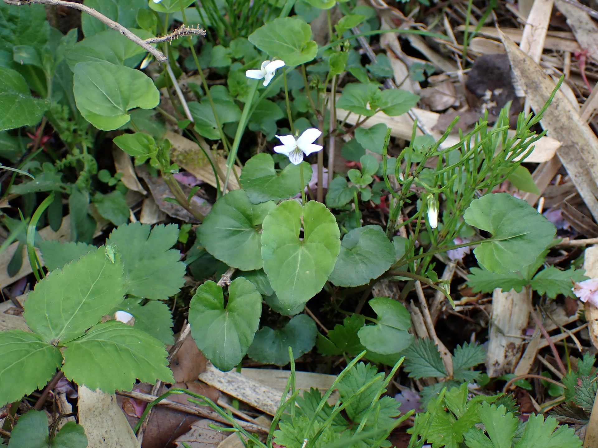ツボスミレの全体の高画質写真です。横浜市 青葉区 寺家ふるさと村で、2024年4月17日に撮影したものです。