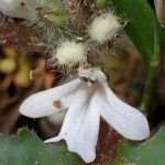 ツクバキンモクソウの花の高画質写真です。 横浜市 青葉区 寺家ふるさと村で、2024年3月31日に撮影したものです。