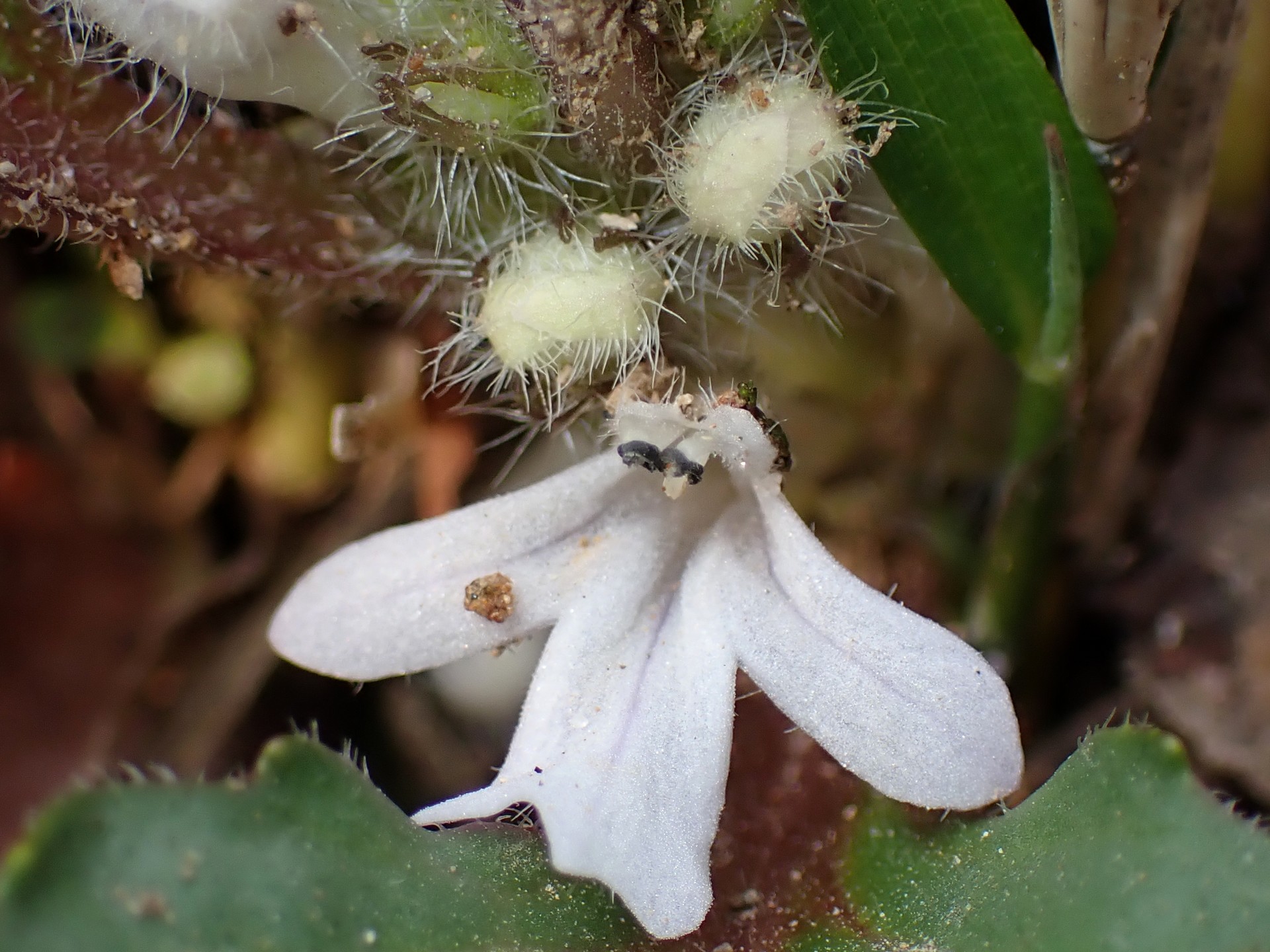 ツクバキンモクソウの花の高画質写真です。 横浜市 青葉区 寺家ふるさと村で、2024年3月31日に撮影したものです。