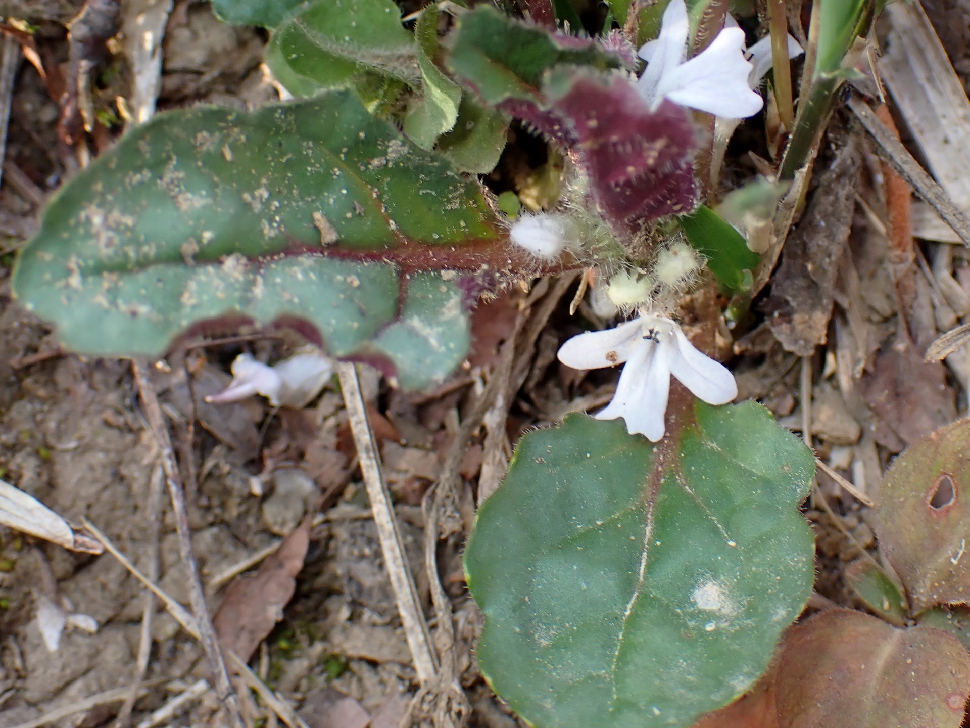 ツクバキンモクソウの全体の写真です。 横浜市 青葉区 寺家ふるさと村で、2024年3月31日に撮影したものです。