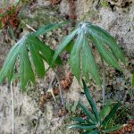 ヤブレガサの葉の高画質写真です。横浜市 青葉区 寺家ふるさと村で、2024年4月19日に撮影したものです。