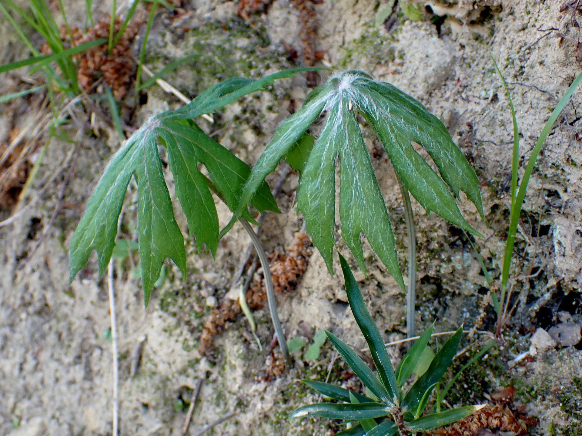 ヤブレガサの葉の高画質写真です。横浜市 青葉区 寺家ふるさと村で、2024年4月19日に撮影したものです。