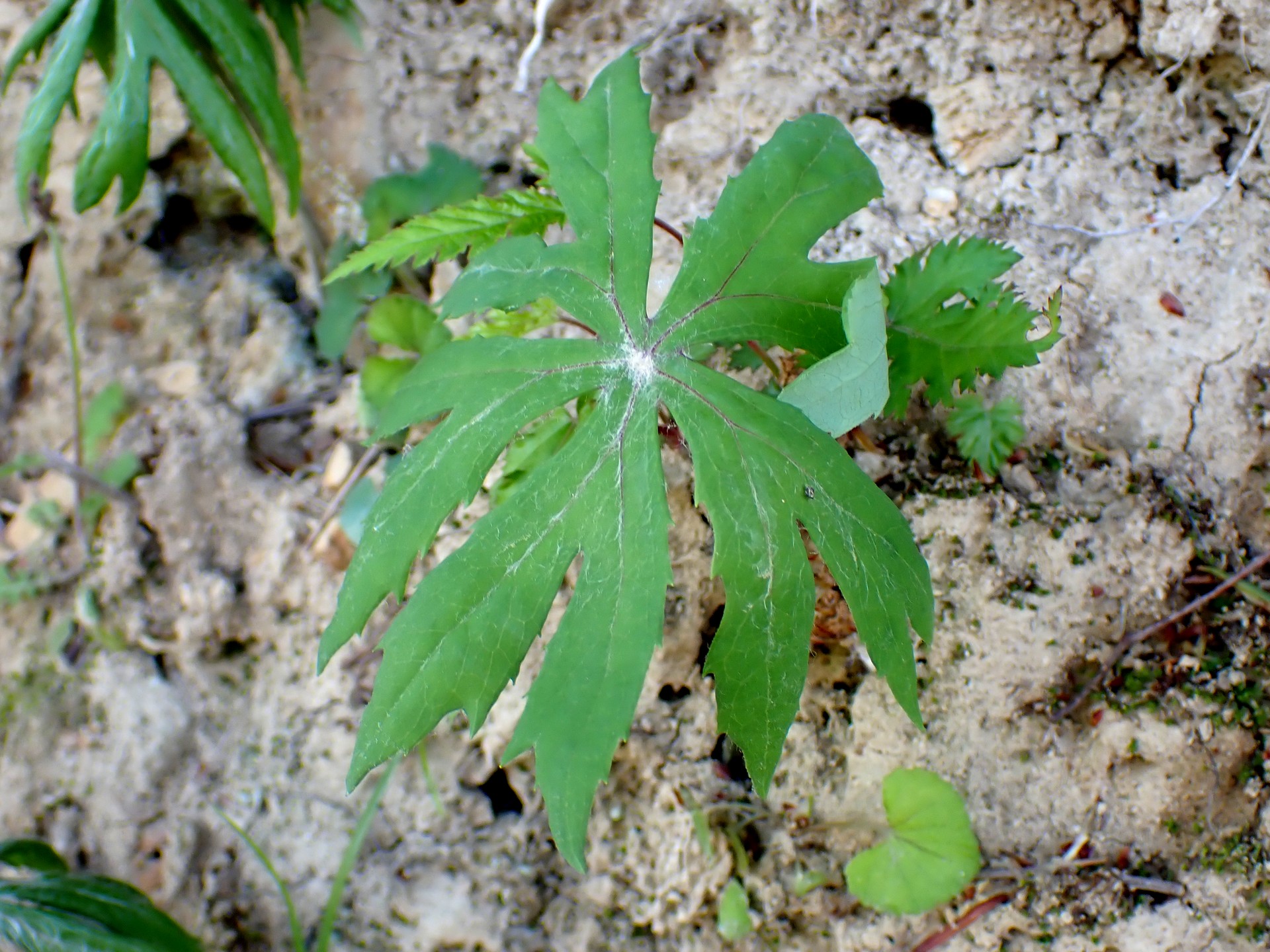ヤブレガサの葉の高画質写真です。横浜市 青葉区 寺家ふるさと村で、2024年4月19日に撮影したものです。