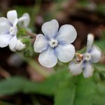 ヤマルリソウの花の高画質写真です。横浜市 青葉区 寺家ふるさと村で、2024年4月6日に撮影したものです。