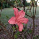 ヤマツツジの花の高画質写真です。横浜市 青葉区 寺家ふるさと村で、2024年4月14日に撮影したものです。