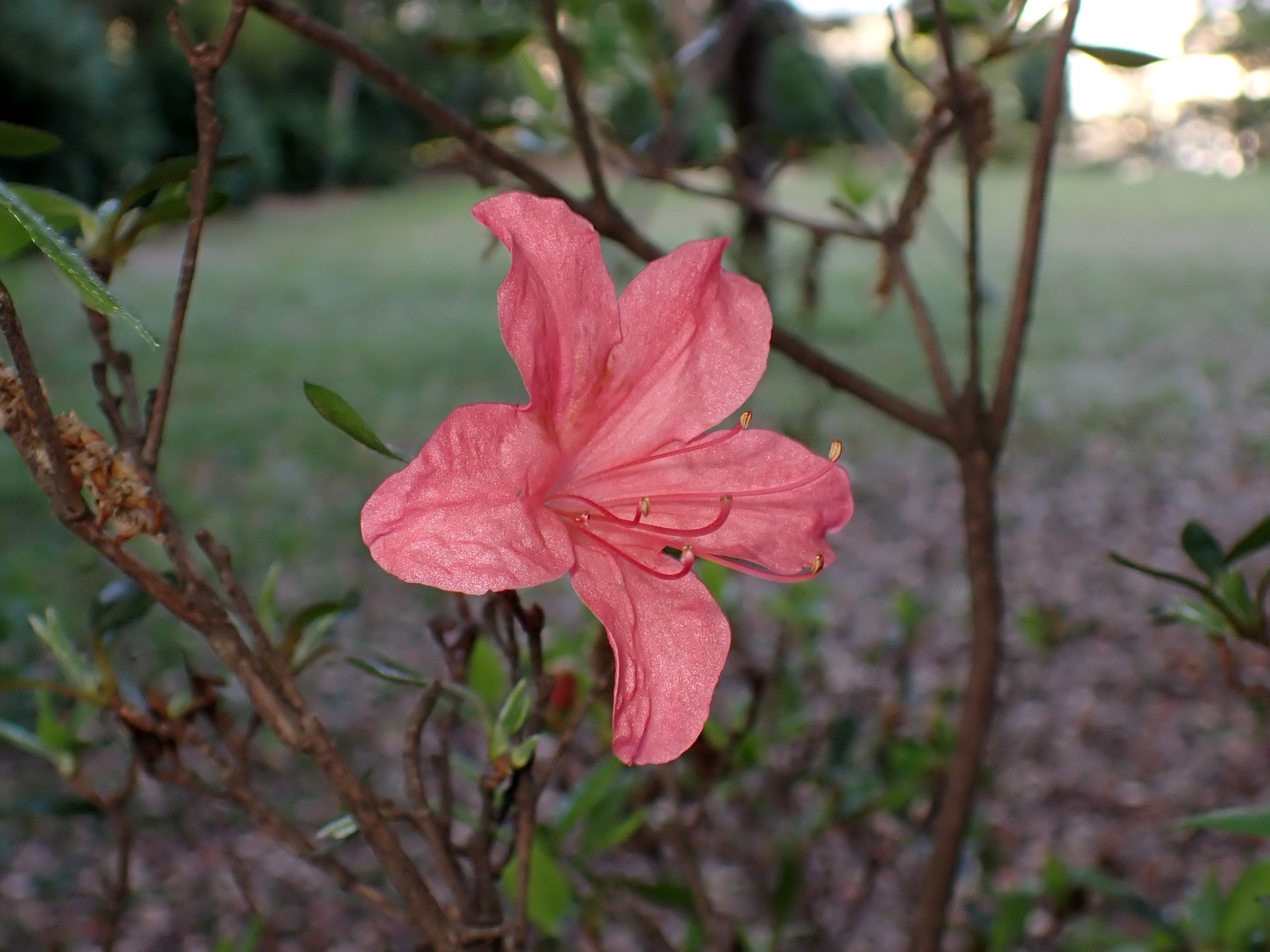 ヤマツツジの花の高画質写真です。横浜市 青葉区 寺家ふるさと村で、2024年4月14日に撮影したものです。