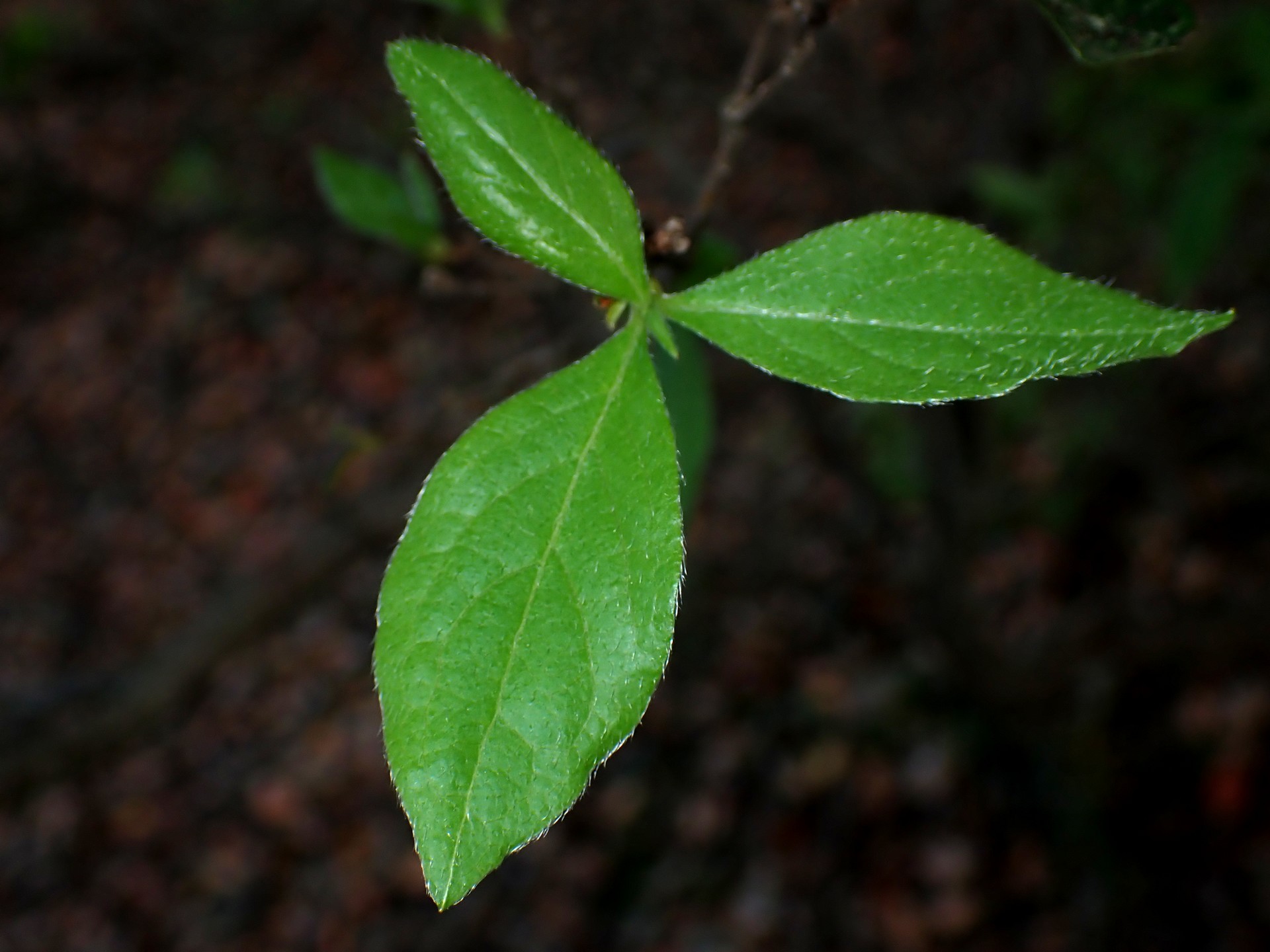 ヤマツツジの葉の高画質写真です。横浜市 青葉区 寺家ふるさと村で、2024年4月14日に撮影したものです。