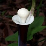 ユキモチソウの花の高画質写真です。横浜市 青葉区 寺家ふるさと村で、2024年4月20日に撮影したものです。